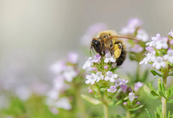一只蜜蜂在一个模糊的背景下 在花园里给百里香的白花授粉 — 图库照片