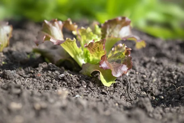 Closeup Young Red Green Lettuce Growing Soil — Stock Photo, Image