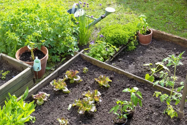 Sallatsodling Och Tomatplantor Träbädd Grön Trädgård — Stockfoto