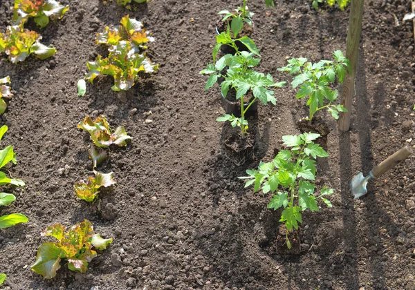 Domates Biber Tohumları Organik Sebze Bahçesinin Toprağında Yetişen Marullarla Ekilmeye — Stok fotoğraf