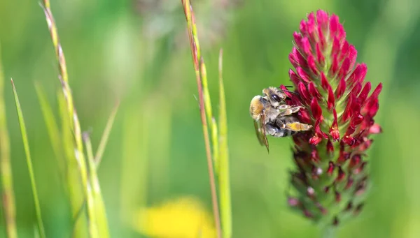在绿色模糊的背景下 在三叶草花上采集花粉的蜜蜂的特写 — 图库照片