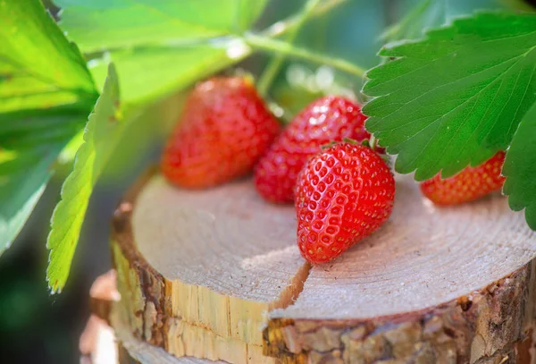 Close Rijpe Biologische Aardbeien Een Houten Stam Met Zonnig Licht — Stockfoto