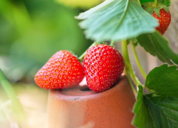 Closeup Ripe Organic Strawberries Put Terra Cotta Flower Pot Leaf — Stock Photo, Image