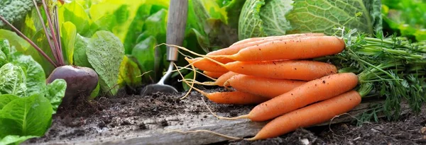 Close Beautiful Bush Fresh Carrots Put Dirty Plank Soil Vegetable — Stock Photo, Image