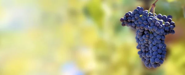 Üzüm Bağında Büyüyen Güzel Siyah Üzümün Mavi Arka Planda Panoramik — Stok fotoğraf