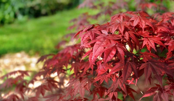 Cluseup Red Leaf Japanese Maple Tree Garden — Stock Photo, Image