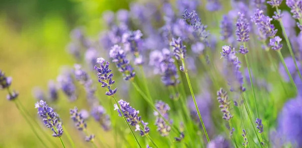 Close Lavendel Bloeien Een Tuin Schilderachtige Natuur — Stockfoto