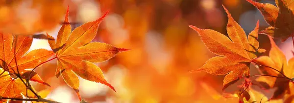 Güneşli Işıkta Japon Akçaağaç Yaprağının Güzel Yaprağına Yapışmış Sonbahar Yaprakları — Stok fotoğraf