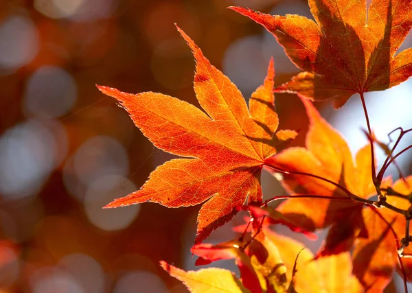 陽の光が差し込む日本のもみじの美しい赤い葉の上の雲 秋の色 — ストック写真
