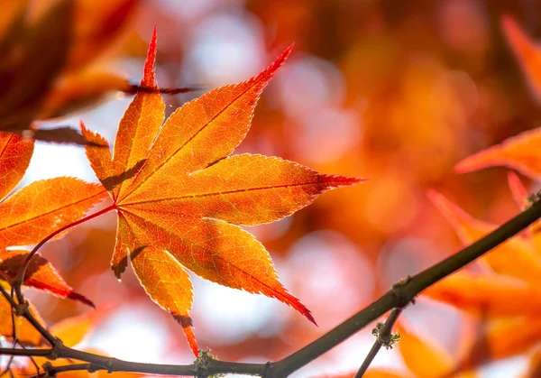Cluseup Krásném Červeném Listu Japonského Javoru Slunečném Světle Podzimní Barvy — Stock fotografie