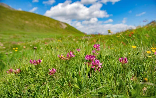 緑の高山草原に咲くクローバー牧歌的な山の風景 — ストック写真