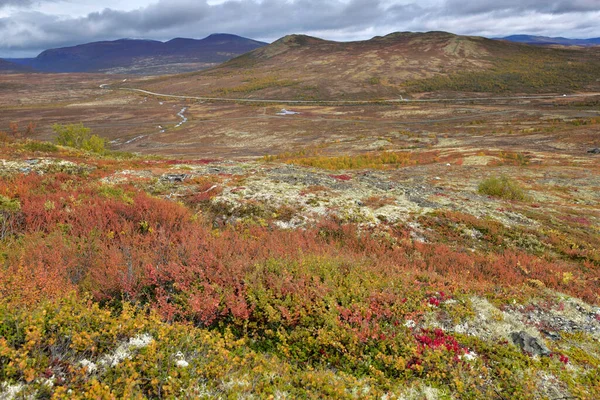 colorful plant in tundra with mountains background in national park Dovrefjell in norway