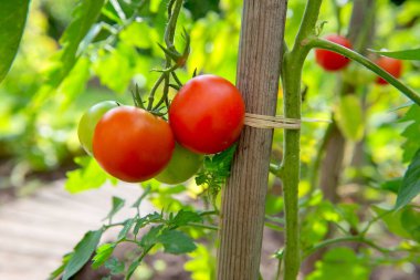 Meyve bahçesinde olgunlaşan kırmızı domateslere yakın plan yeşil yapraklı bir koruyucuya bağlı.