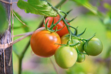 Meyve bahçesinde olgunlaşan kırmızı domateslere yakın plan yeşil yapraklı bir koruyucuya bağlı.