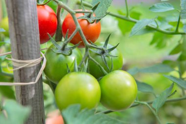 Meyve bahçesinde olgunlaşan kırmızı domateslere yakın plan yeşil yapraklı bir koruyucuya bağlı.