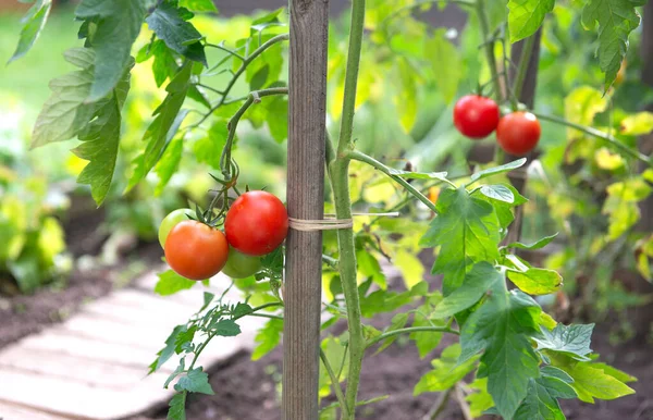 红番茄的特写 在绿叶守护的蔬菜园里成熟 免版税图库照片