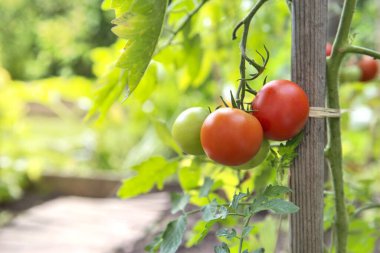 Meyve bahçesinde olgunlaşan kırmızı domateslere yakın plan yeşil yapraklı bir koruyucuya bağlı.