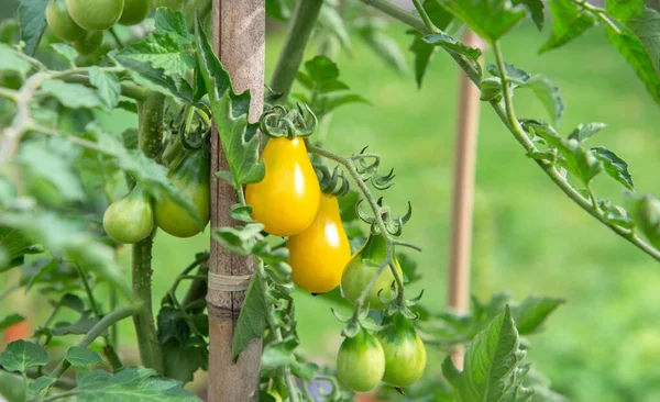 Primer Plano Sobre Tomates Cereza Amarillos Maduros Madurando Huerto Adjunto Fotos De Stock