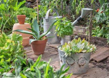 Saksıda ve yolculukta sulu bitkiler