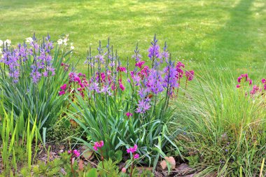 Bahçedeki çimlerin önündeki çiçek tarlasında açan renkli çiçekler. 