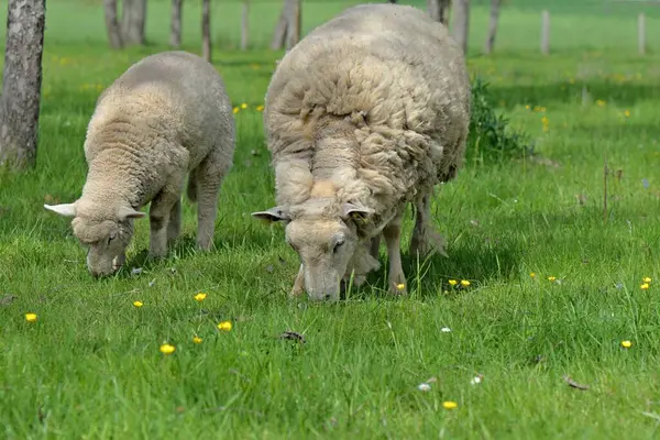 Ein Junges Lamm Und Ein Schaf Das Frühling Auf Einer — Stockfoto