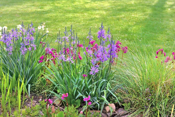 stock image colorful flowers blooming in a flower bed in front of lawn in a garden 