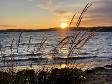 Norveç 'te deniz üzerinde gün batımının önünde çimenler.