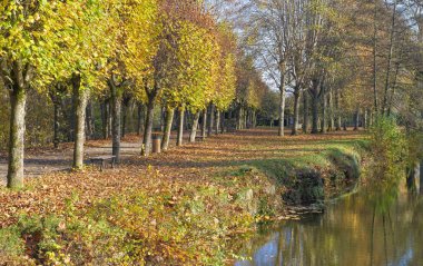 Sonbahar güneşli bir günde, nehrin kıyısındaki bir ara sokakta ağaçların renkli yaprakları. 