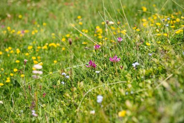 Alp dağlarındaki bir çayırda açan yaban alp çiçekleri.