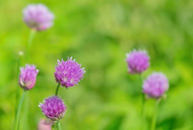 Bahçede yeşil arka planda açan pembe soğan çiçeklerine yakın plan