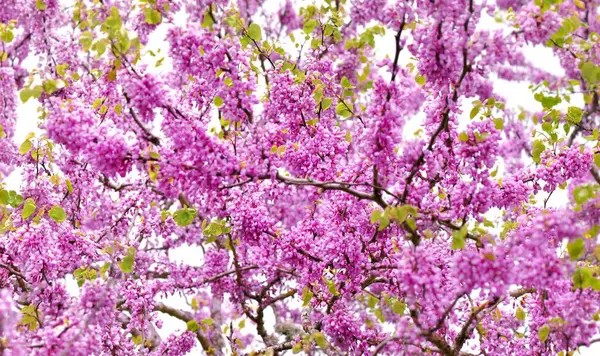 Κοντά Μοβ Λουλούδια Ενός Δένδρου Ιούδα Που Ανθίζει Κλαδιά Royalty Free Εικόνες Αρχείου