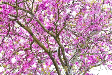 dallarda açan bir Yahuda ağacının mor çiçekleri.