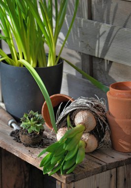 Ampulleri ve kökleri olan sümbül yaprağının üzerinde, bahçedeki ahşap bir masada saksıya konmuş. 