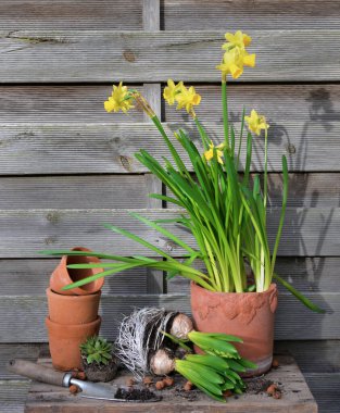 Narcissus ve Hyacinth saksısı ve ahşap arka planda terra cotta saksısı. 