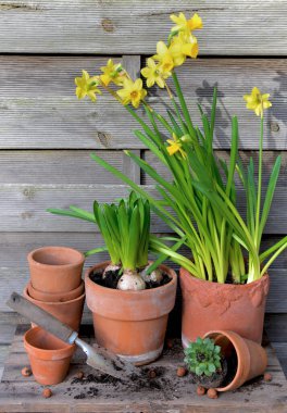 Narcissus ve Hyacinth saksısı ve ahşap arka planda terra cotta saksısı. 