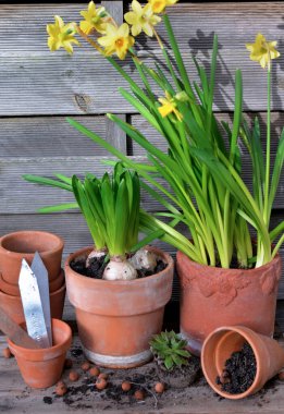 Narcissus ve Hyacinth saksısı ve ahşap arka planda terra cotta saksısı. 