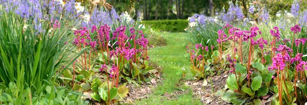 春の庭で他の青いメロディーの花と咲くピンクのコルディフォリアの美しい花壇 ストック写真