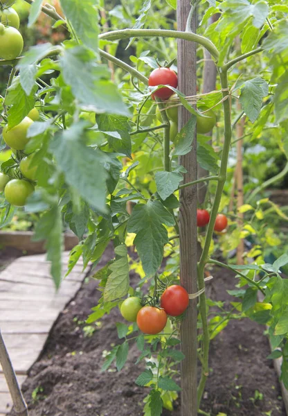 Zbliżenie Czerwone Pomidory Dojrzewające Ogrodzie Warzywnym Przymocowanym Strażnika Zielonych Liściach Zdjęcie Stockowe