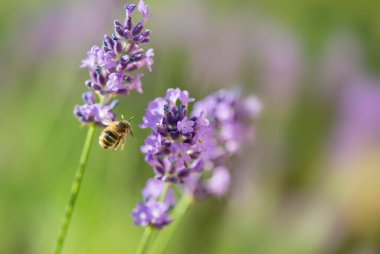 .lavender blooming in a garden with an honey bee flying next to flower.	