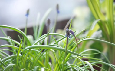 Bir muskarinin çiçek tomurcuğunun yakın çekimi balkondaki saksıda çiçek açmaya başlıyor. 
