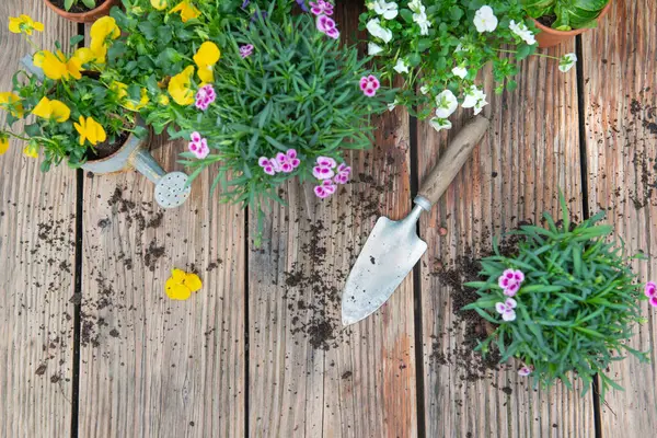 Directly View Colorful Spring Flowers Flowerpot Shovel Dirt Wooden Table Royalty Free Stock Images