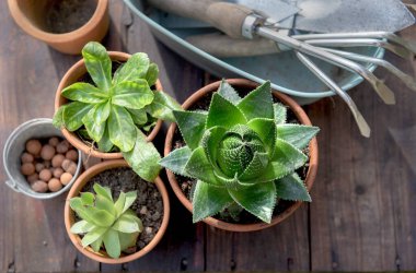 Ahşap arka planda sulu saksı ve bahçe malzemelerinin üst görüntüsü