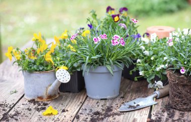 Güzel ve renkli bahar çiçekleri ahşap bir masa üzerinde; bahçe aletleri ve bir bahçede toprak