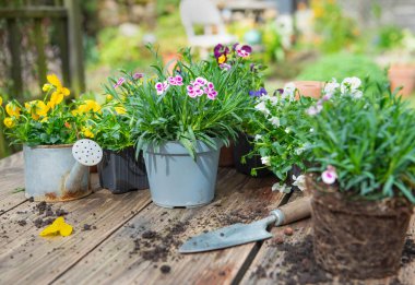 Keman ve karanfil saksı için saksı, kürek ve ahşap masa ve bahçe arka planında toprak. 