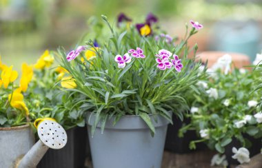 Karanfilin güzel ve renkli bahar çiçeklerine yakın çekim ve çömlekte ihlal 