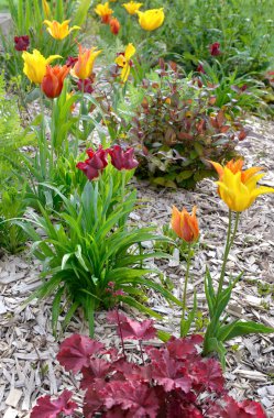 beautiful purple tulips blooming in a flowerbed in a spring garden with wood chips on the soil	 clipart