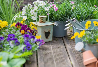 Rengarenk çiçekler açıyor ve ahşap bir terasta dekoratif saksılar ve fenerlerle sergileniyor. 