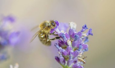Bulanık arkaplanda bir lavanta çiçeğinin içinde polen toplayan bir arıya yakın çekim