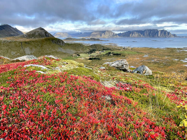 scenic view on autumnal landscape in norway  with bright red foliage  and fjord background in Valberg - Lofoten island