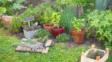 Çiçek saksısında fesleğen ve bahçede yetişen diğer bitkiler ve bahçe ekipmanları. 